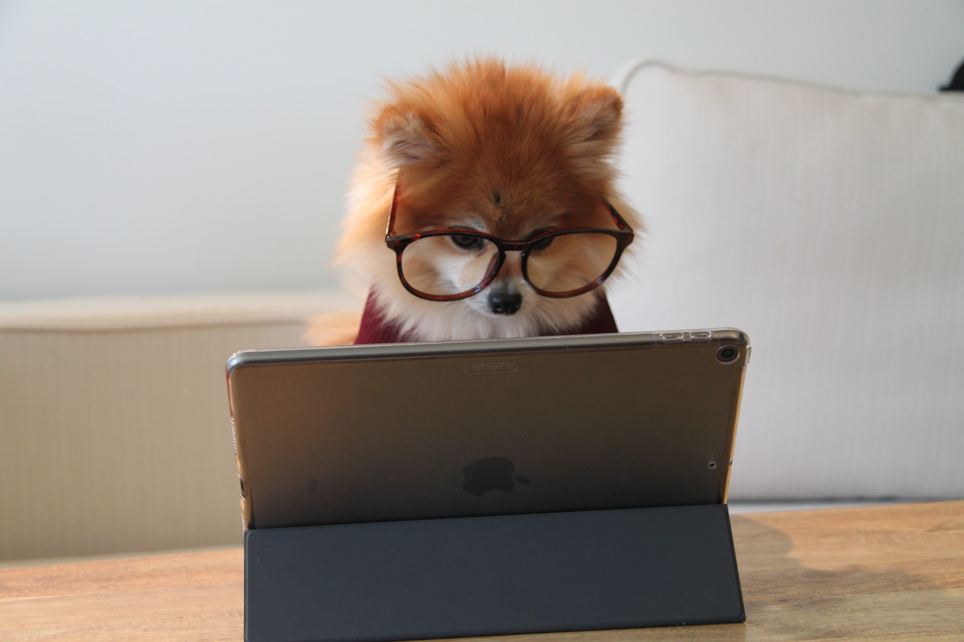 Dog at a computer. Photo: Unsplash.